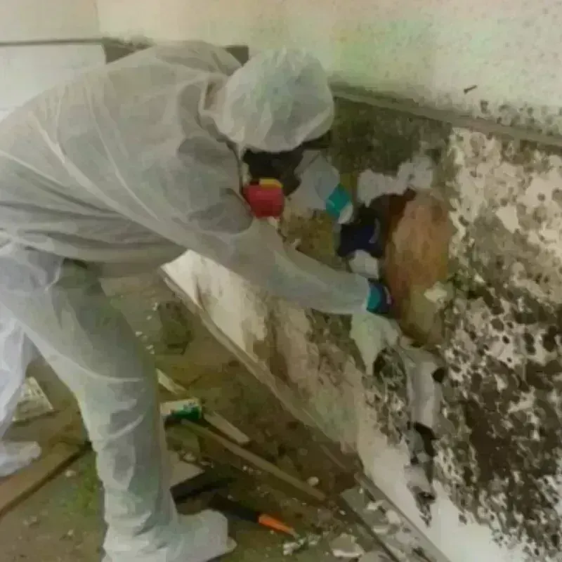 Best Mold Remediation and Removal Service in De Leon, TX